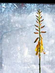 Aloe Flowers